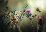 The gift of existence Poster och Canvastavla