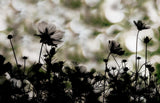 Autumn chorus Poster och Canvastavla