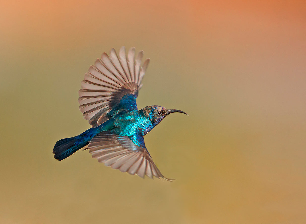 Sunbird Male Poster och Canvastavla
