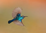 Sunbird Male Poster och Canvastavla