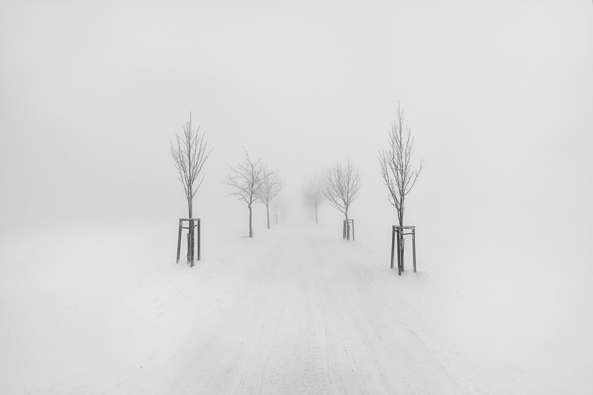 Trees in fog #3 Poster och Canvastavla