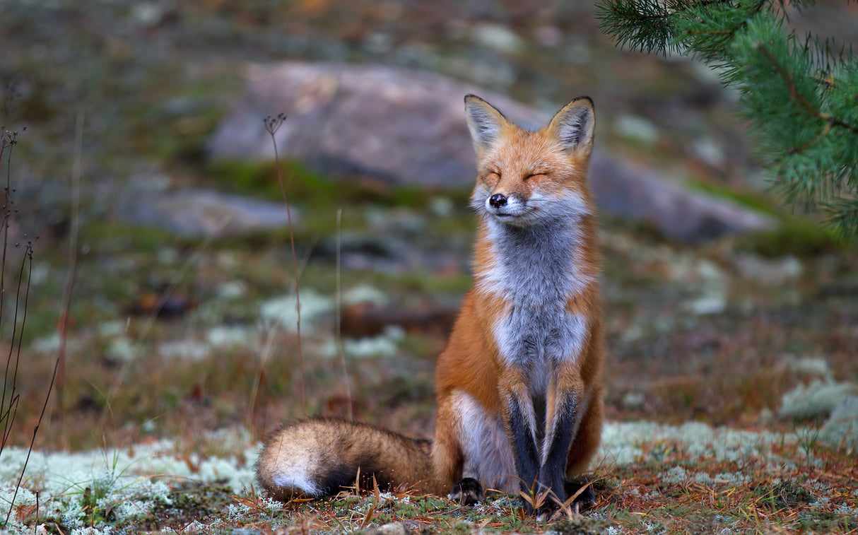 Fox Zen - Algonquin Park Poster och Canvastavla