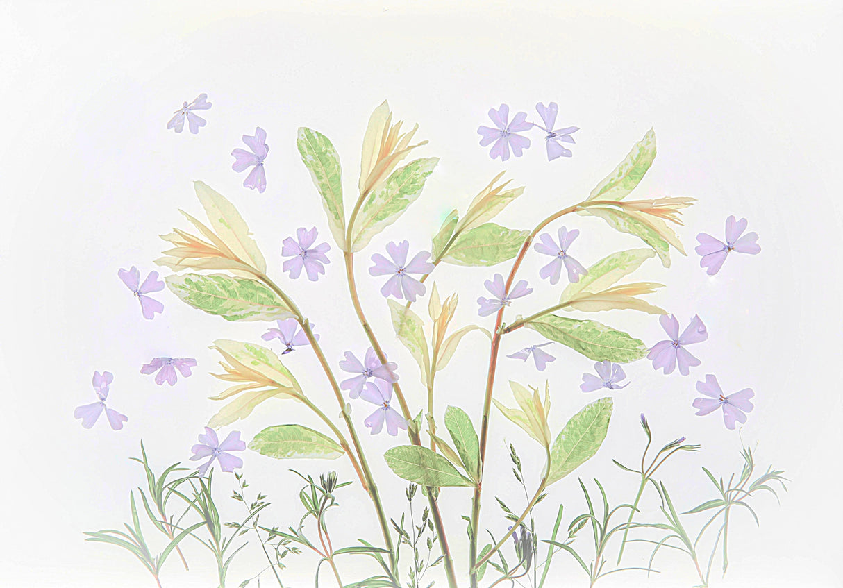 Spring Memory Poster och Canvastavla