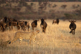 On the Hunt Poster och Canvastavla