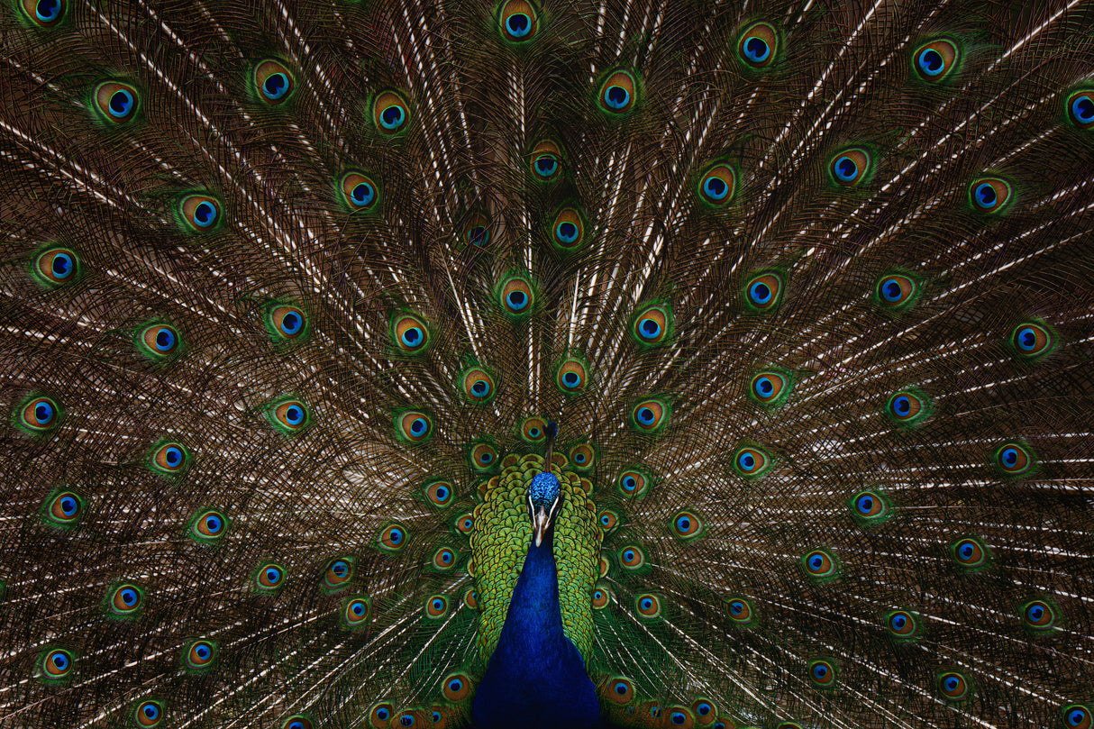 Indian peafowl Poster och Canvastavla