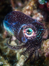 Baby cuttlefish Poster och Canvastavla