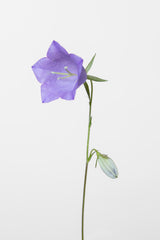 Bluebell_gray background Poster och Canvastavla
