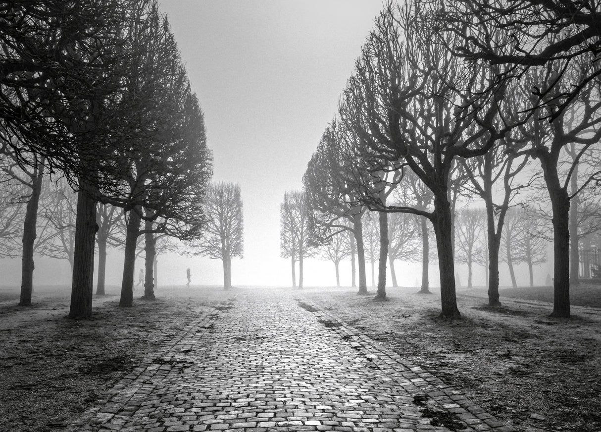 Trees in winter Poster och Canvastavla