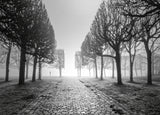 Trees in winter Poster och Canvastavla