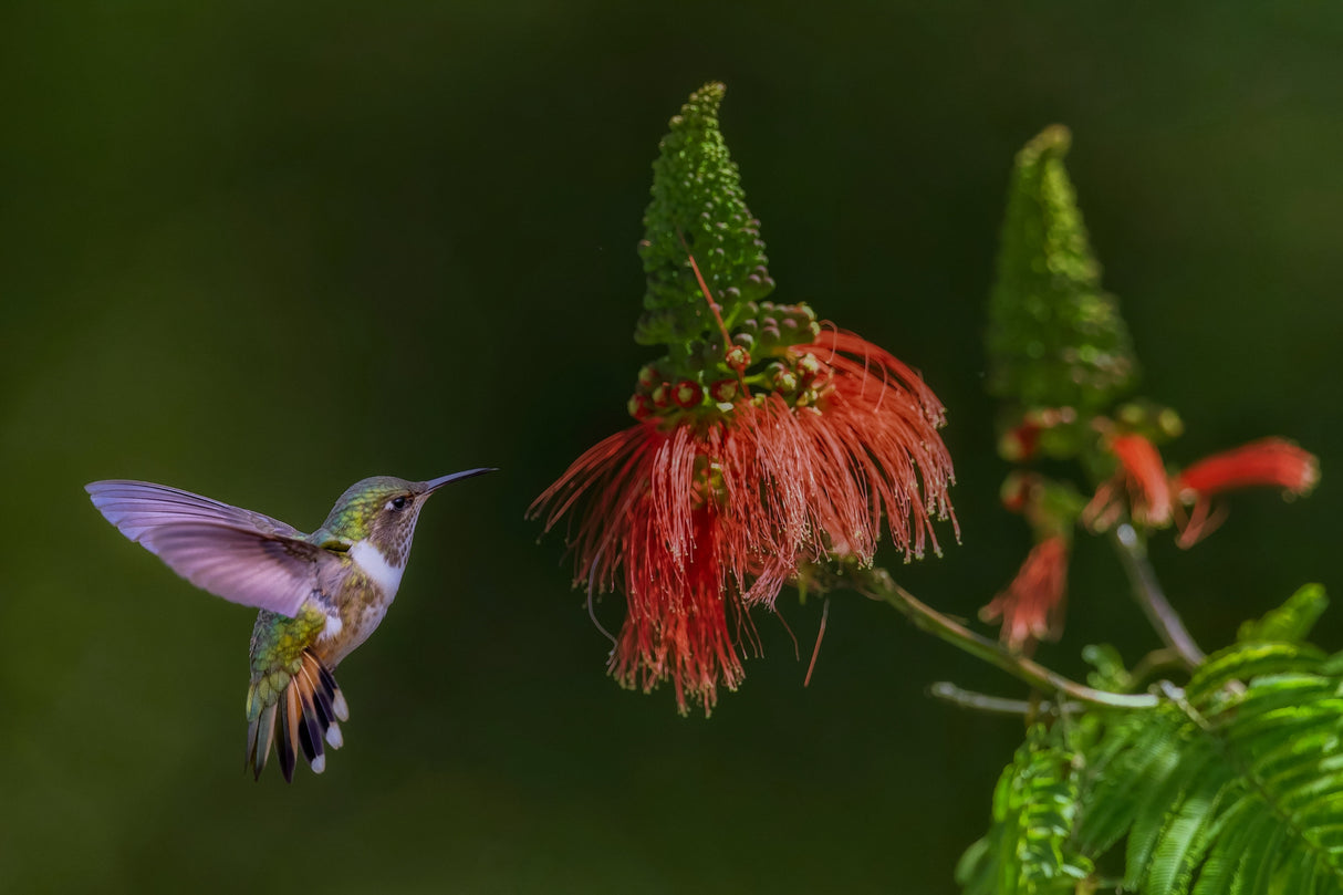 Hummingbird Poster och Canvastavla