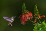 Hummingbird Poster och Canvastavla