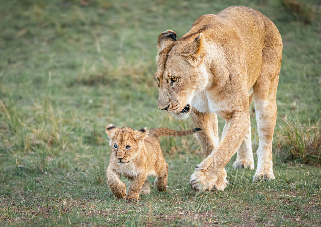 Monitoring on his first hunt Poster och Canvastavla