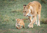 Monitoring on his first hunt Poster och Canvastavla