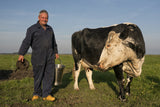 Klaas Vos milks by hand Poster och Canvastavla