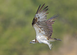 Osprey in hunting Poster och Canvastavla