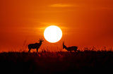 Masai Mara at Sunset Poster och Canvastavla