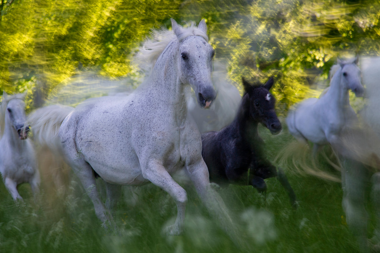 Mare and foal Poster och Canvastavla