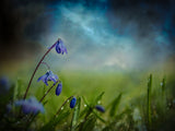 After the spring rain Poster och Canvastavla