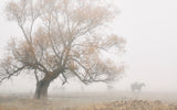 Lost in the fog Poster och Canvastavla