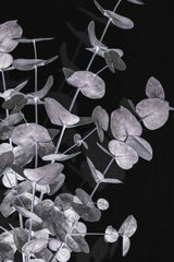 Eucalyptus_Negative_003 Poster och Canvastavla