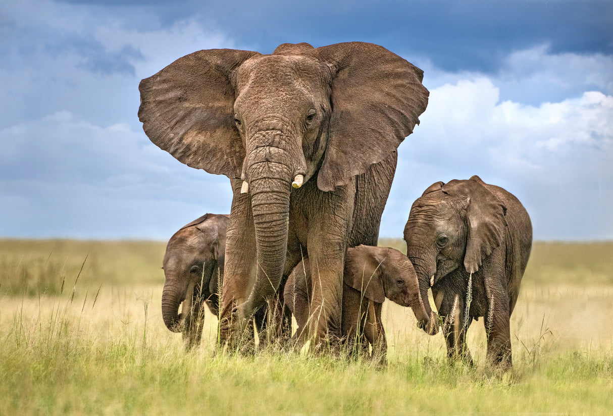 Elephant mom protecting her calves Poster och Canvastavla