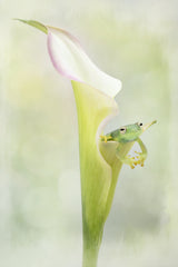 Tiny Glass Tree Frog on a Lily Poster och Canvastavla