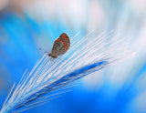 The butterfly's dream in blue... Poster och Canvastavla