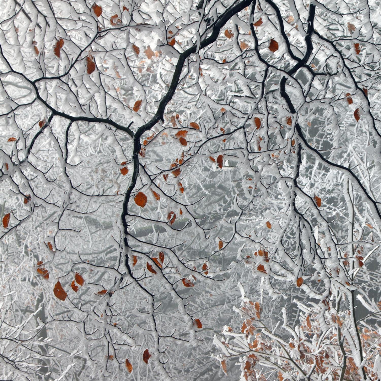 Last Leaves Poster och Canvastavla