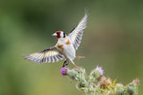 Goldfinch on Thristle Poster och Canvastavla