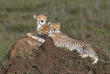Alert and loving Poster och Canvastavla