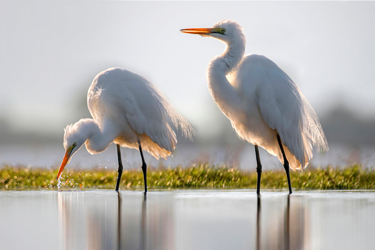 Great egret fishing Poster och Canvastavla