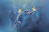 Two Butterflies meet each other Poster och Canvastavla