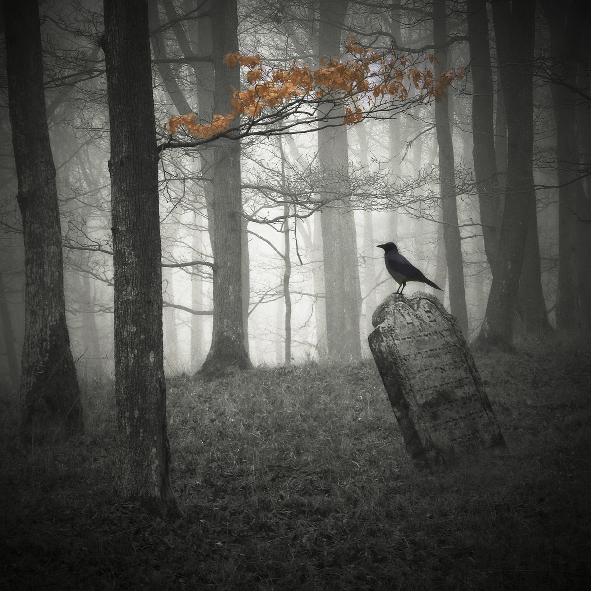 When the autumn is over Poster och Canvastavla