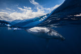 Humpback whale and the sky Poster och Canvastavla