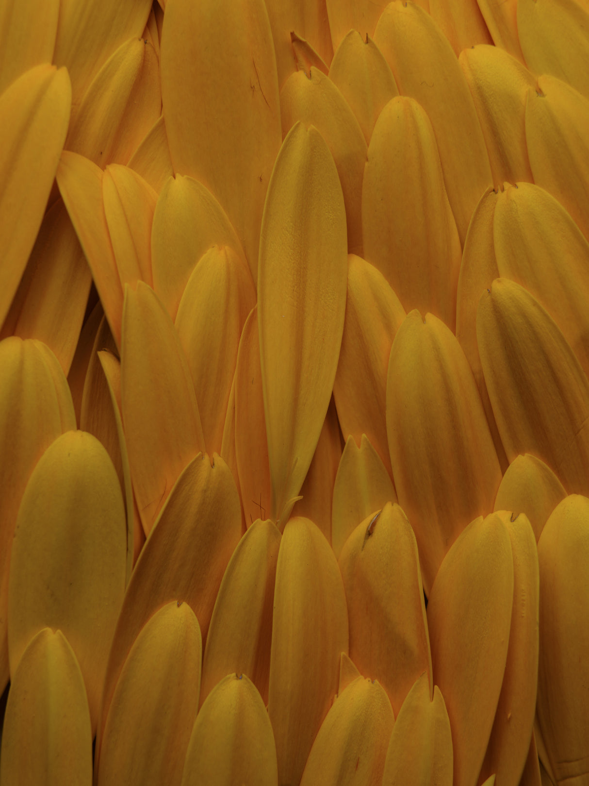 flower petals Poster och Canvastavla