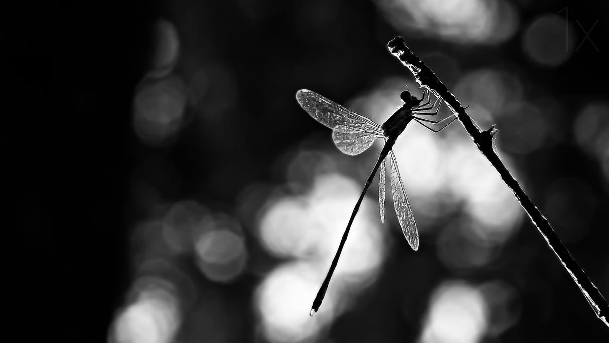 Dragonfly by light Poster och Canvastavla