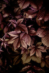 Autumn Leaves 13 Poster och Canvastavla