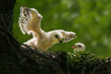 Wow, you can fly! Poster och Canvastavla