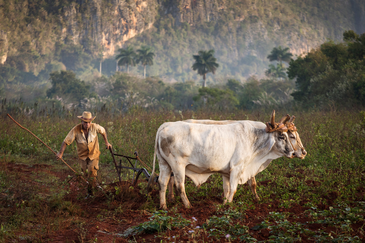 Vinales, Cuba Poster och Canvastavla
