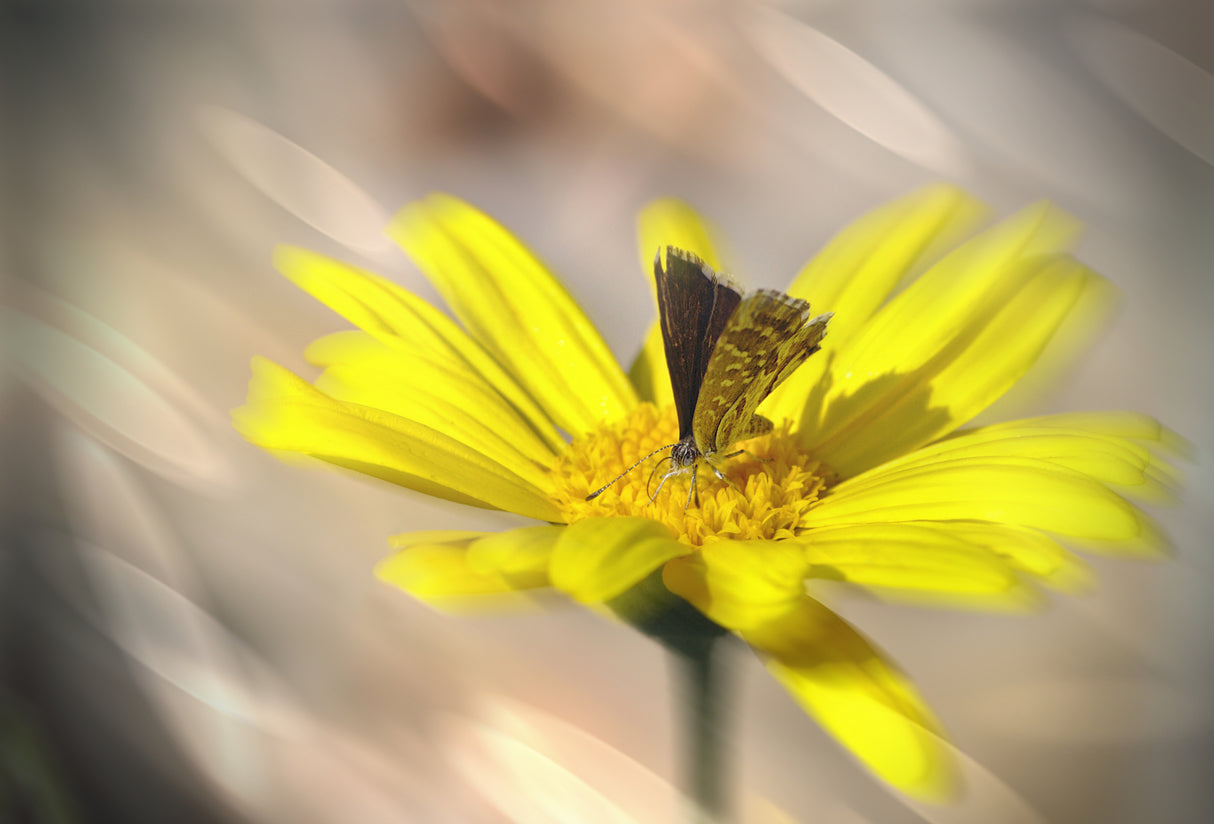 Little butterfly Poster och Canvastavla