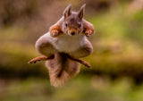Red Squirrel jumping Poster och Canvastavla