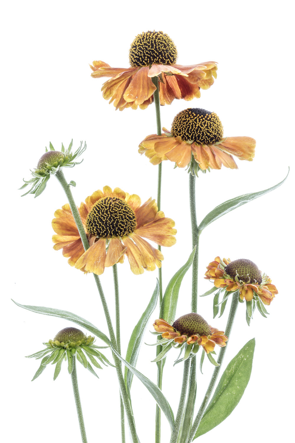 Helenium Poster och Canvastavla