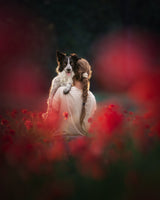 ... in red poppy ... Poster och Canvastavla