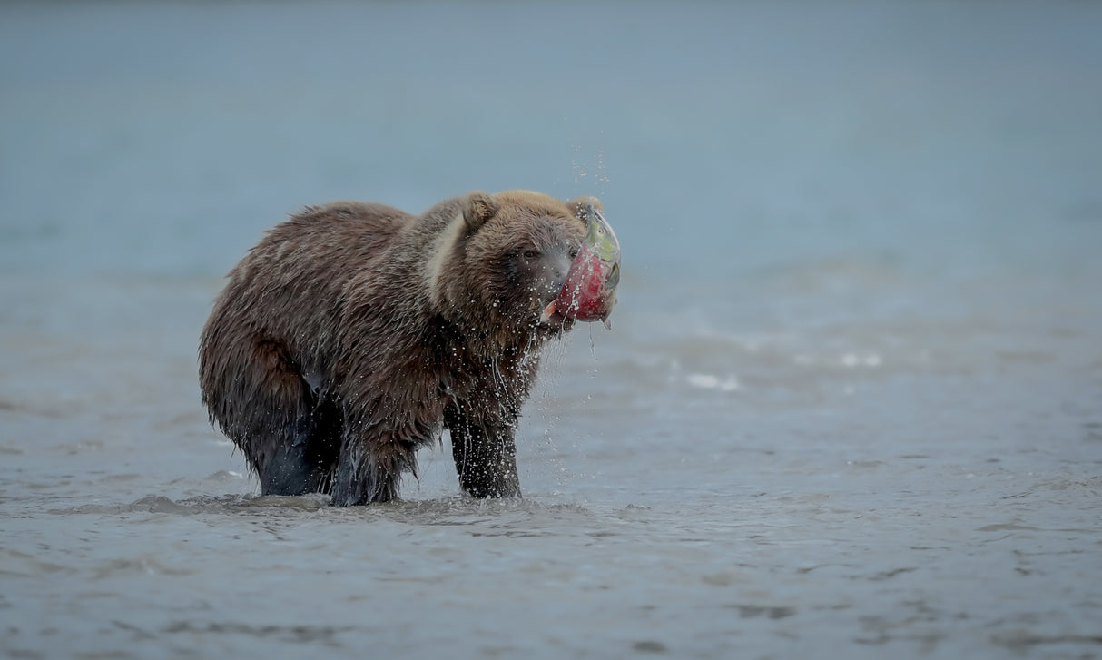 Bear With Salmon Fish Poster och Canvastavla