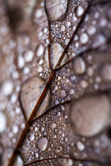Mareike Böhmer   Autumn Rain Poster och Canvastavla