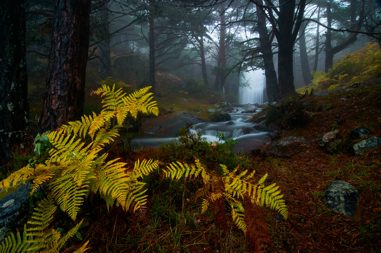 Deep in the forest Poster och Canvastavla