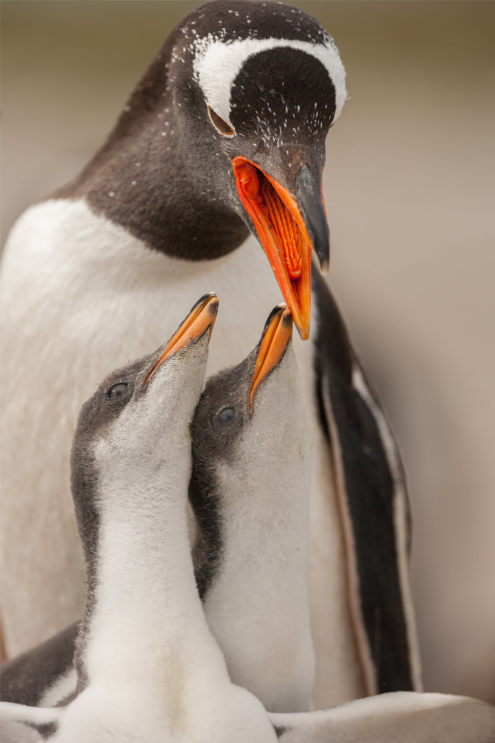 Gentoo penguin juvenile Poster och Canvastavla