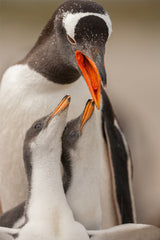Gentoo penguin juvenile Poster och Canvastavla
