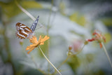 butterfly Poster och Canvastavla