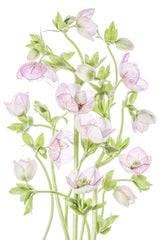 Hellebore Poster och Canvastavla